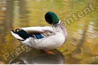 Duck drake texture 0015